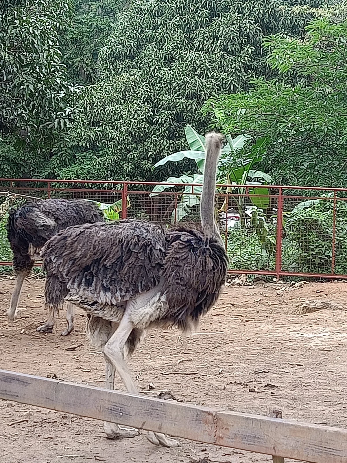 주빅 사파리 사진