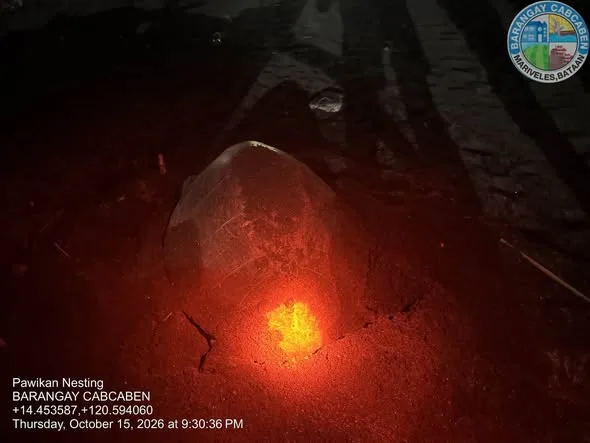 Tignan. Kasalukuyang nangi-ngitlog ang isang pawikan sa…