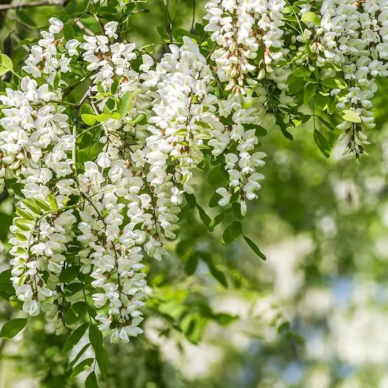 ROBINIA PSEUDOACACIA (BLACK LOCUST) | Χορομίδης의 이미지